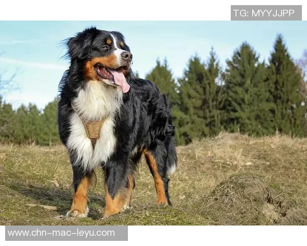 驯养篮球犬的秘诀与训练技巧分享让你的爱犬成为运动明星